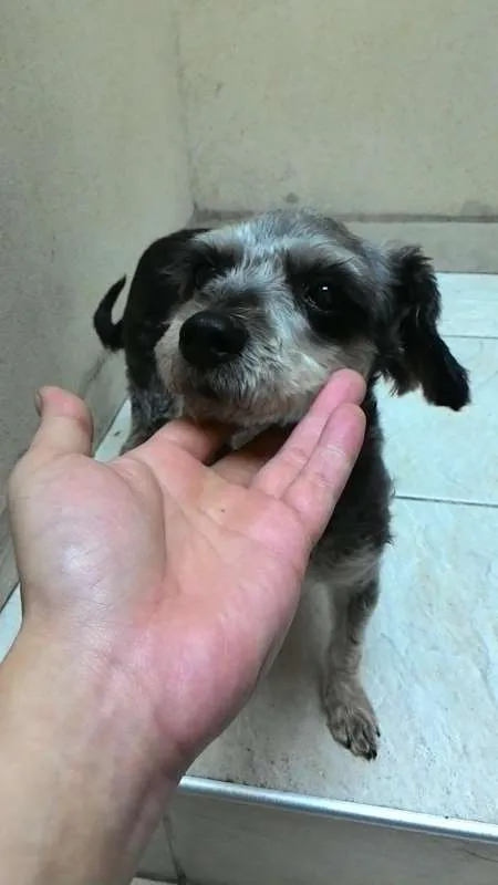 Cachorro ra a  idade 2 a 6 meses nome Encontrada