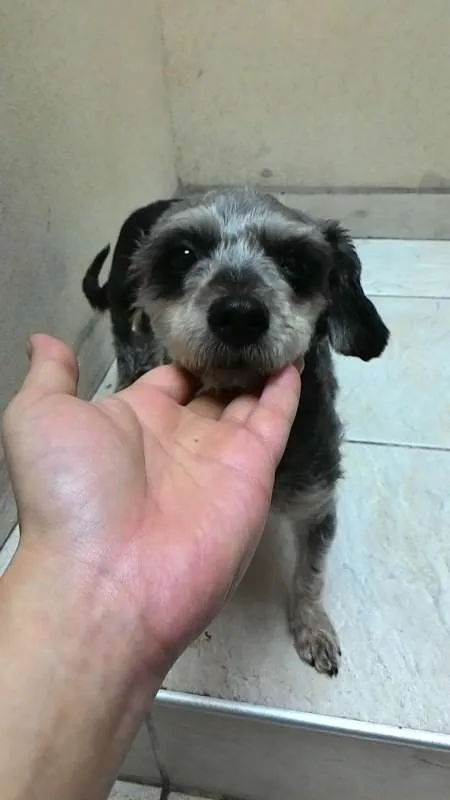 Cachorro ra a  idade 2 a 6 meses nome Encontrada