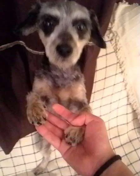 Cachorro ra a  idade 2 a 6 meses nome Encontrada