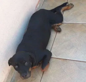 Cachorro raça Rottweiler  idade 2 a 6 meses nome REBEKA