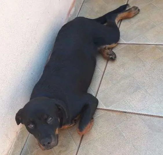 Cachorro ra a Rottweiler  idade 2 a 6 meses nome REBEKA