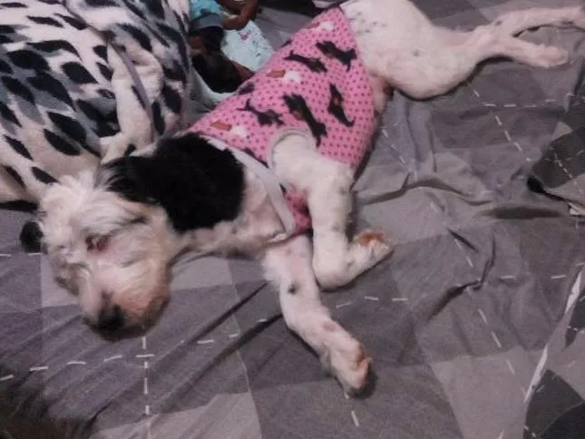 Cachorro ra a Cocker idade 1 ano nome Nellita