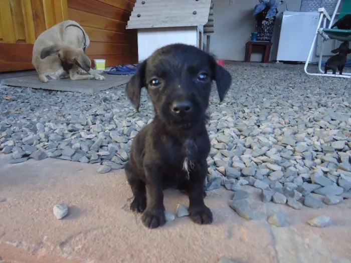 Cachorro ra a indefinida idade 2 a 6 meses nome sem nome