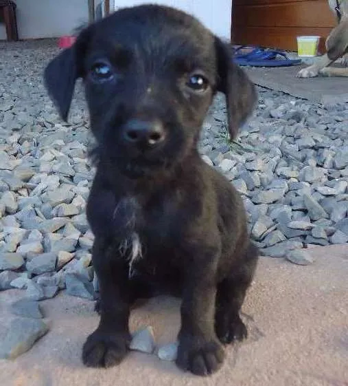 Cachorro ra a indefinida idade 2 a 6 meses nome sem nome