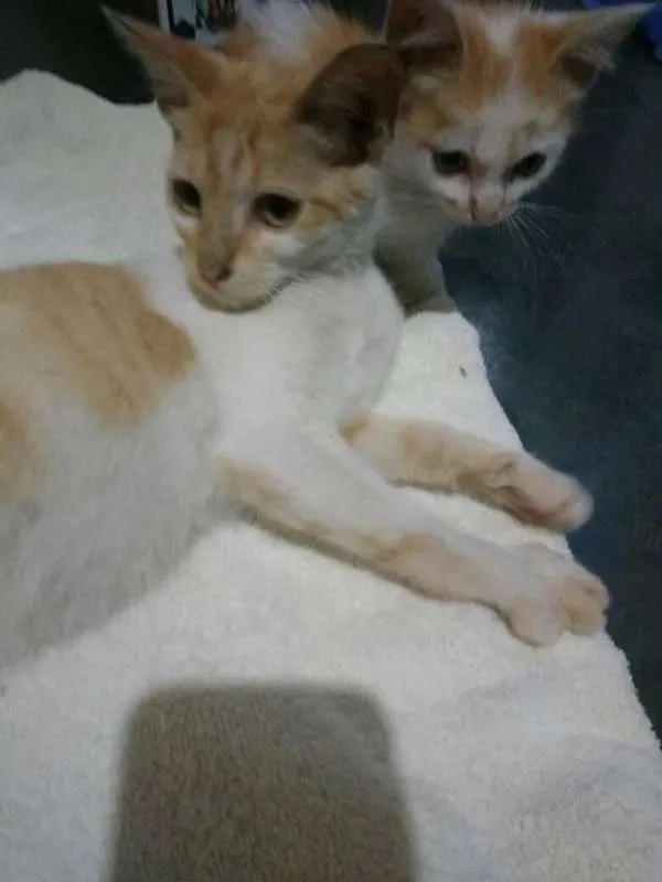 Gato ra a não identificado idade Abaixo de 2 meses nome Quindim