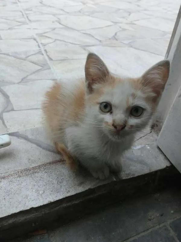 Gato ra a não identificado idade Abaixo de 2 meses nome Quindim