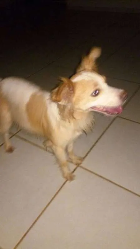 Cachorro ra a ? idade 2 anos nome Perdido