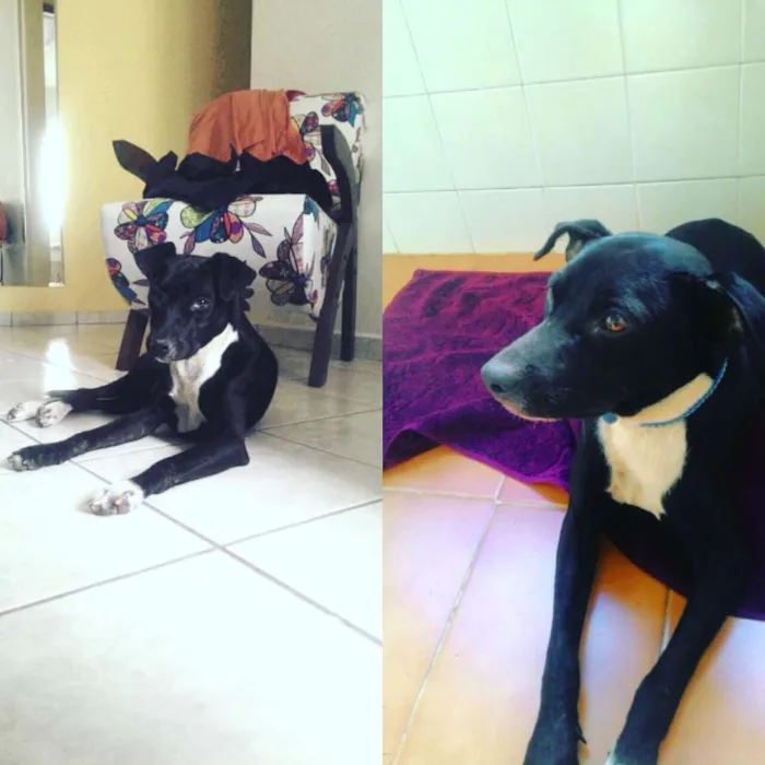 Cachorro ra a Vira lata idade 7 a 11 meses nome Pretinha
