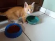 Simba