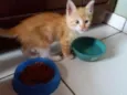 Simba