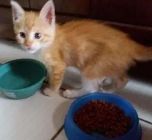Gato raça Sem raça definida idade 2 a 6 meses nome Simba