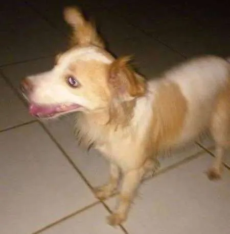 Cachorro ra a ? idade 2 anos nome Perdido