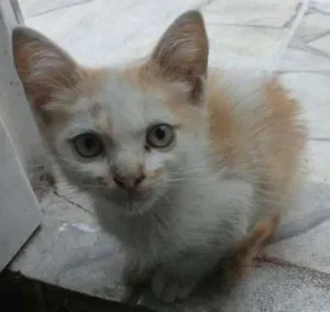 Gato raça não identificado idade Abaixo de 2 meses nome Quindim