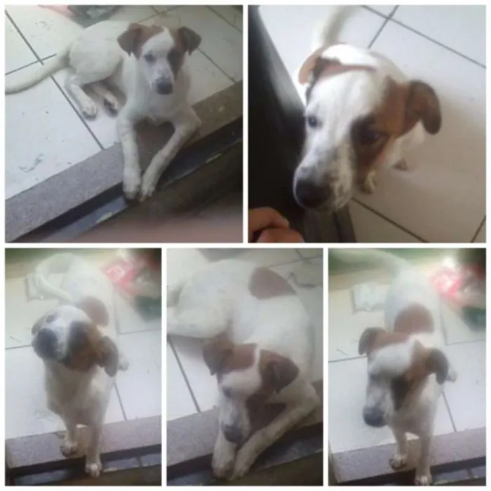 Cachorro ra a Vira lata idade 2 a 6 meses nome Luck