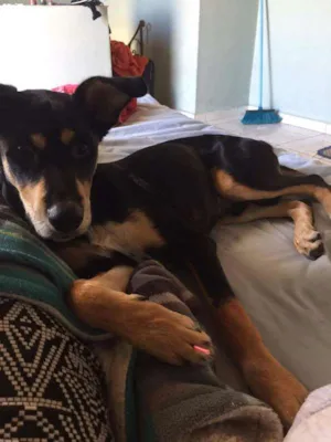 Cachorro raça Mestiça idade 7 a 11 meses nome Rex