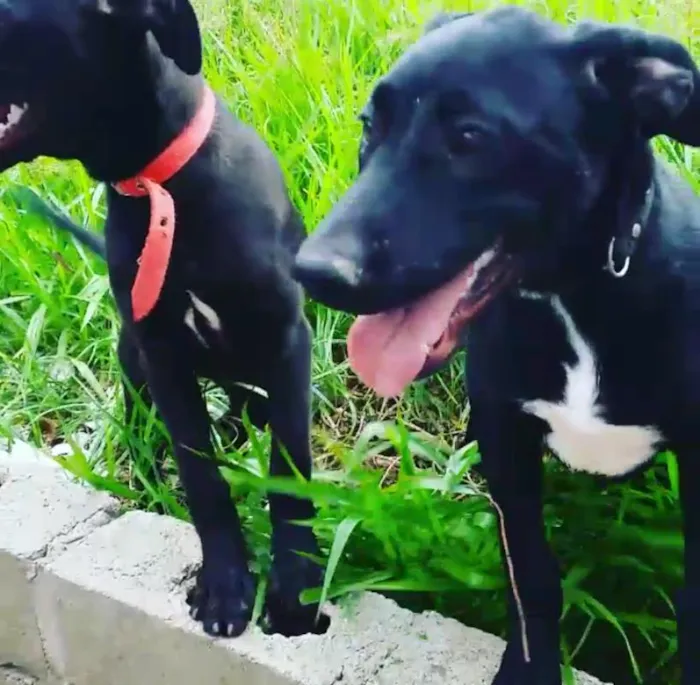 Cachorro raça Labrador idade 7 a 11 meses nome Aila/Francisca
