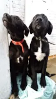 Aila/Francisca
