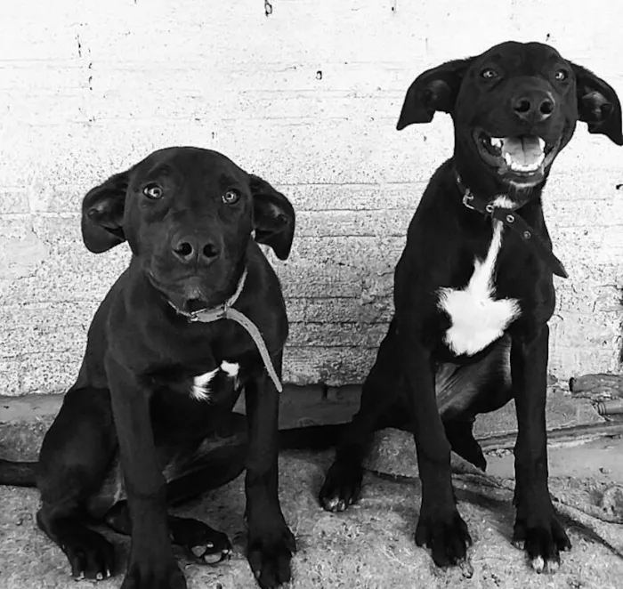 Cachorro raça Labrador idade 7 a 11 meses nome Aila/Francisca