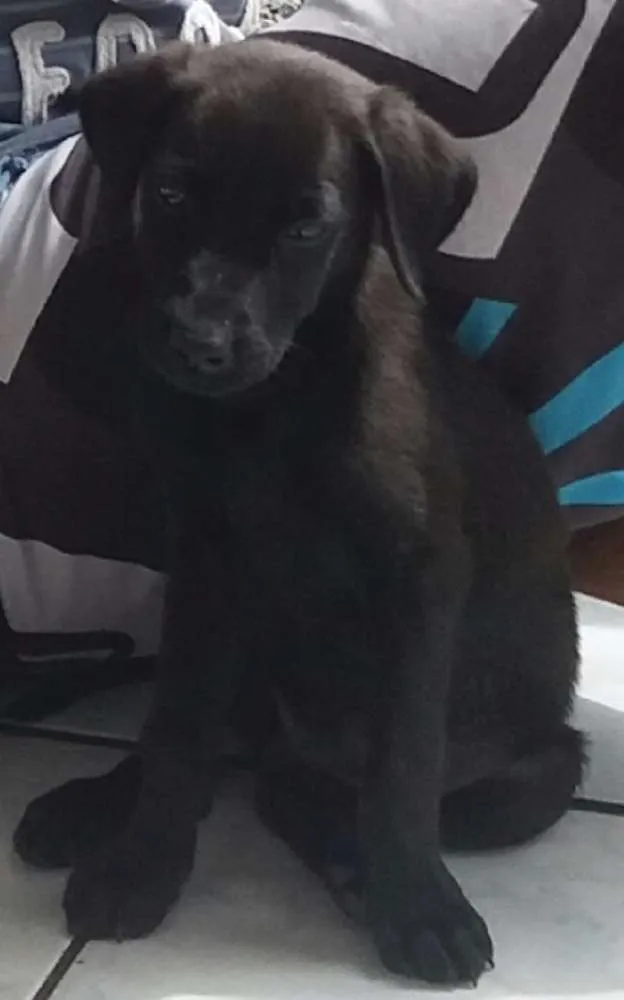 Cachorro raça Labrador mestiço idade 2 a 6 meses nome A definir 