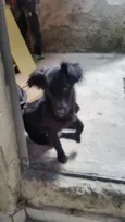 Neguinho