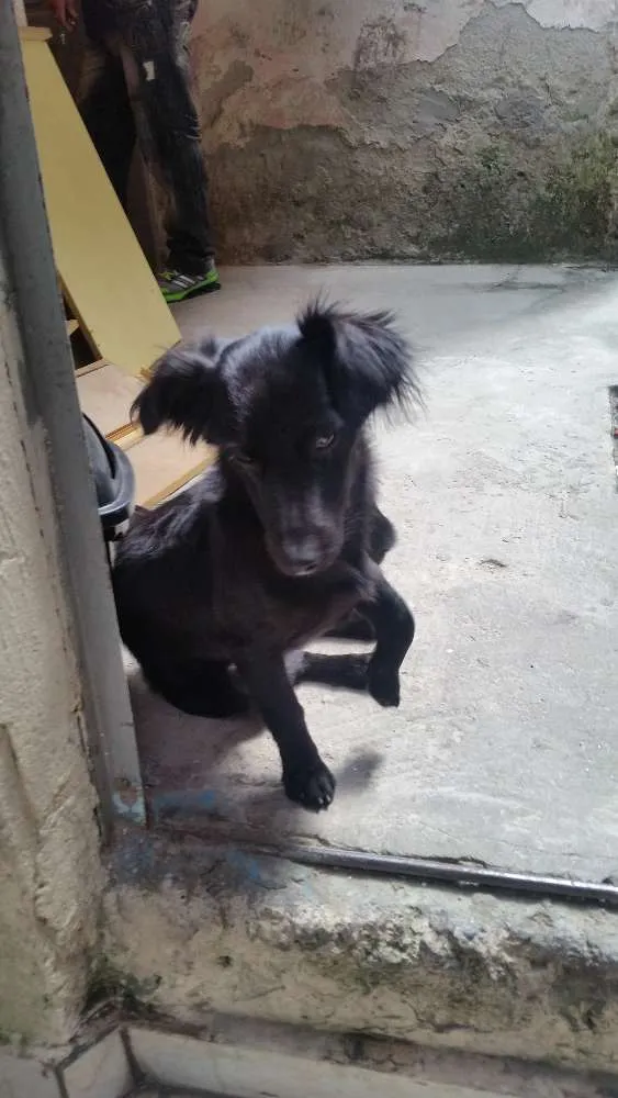 Cachorro ra a Vira lata idade 7 a 11 meses nome Neguinho