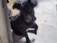 Neguinho