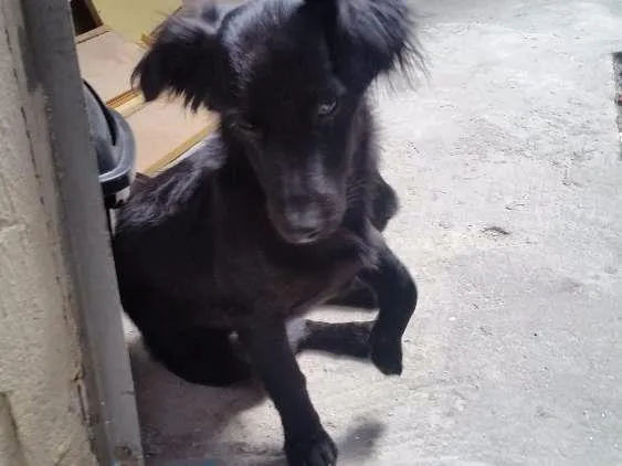 Cachorro ra a Vira lata idade 7 a 11 meses nome Neguinho
