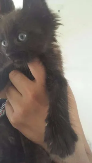 Gato raça RND idade 2 a 6 meses nome Perola Negra, Juliet