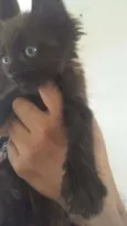 Perola Negra, Juliet