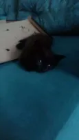 Perola Negra, Juliet