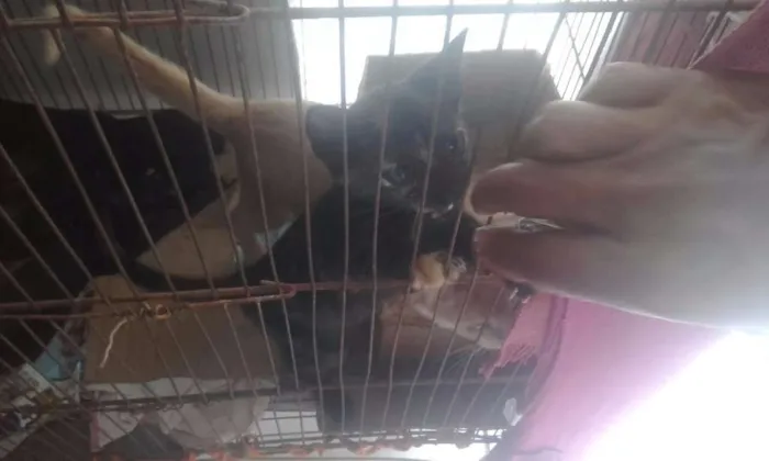 Gato ra a RND idade 2 a 6 meses nome Perola Negra, Juliet