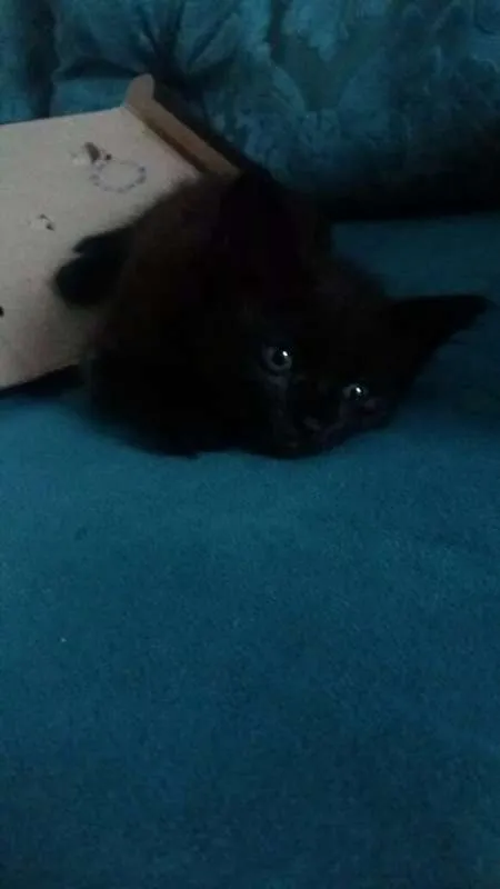 Gato ra a RND idade 2 a 6 meses nome Perola Negra, Juliet