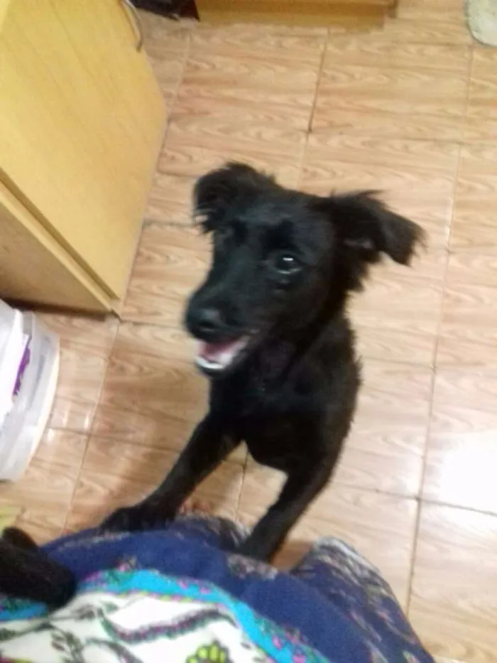 Cachorro ra a Vira lata idade 7 a 11 meses nome Neguinho