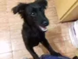 Neguinho