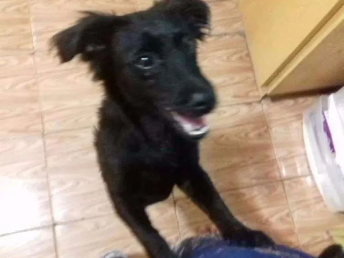 Cachorro ra a Vira lata idade 7 a 11 meses nome Neguinho