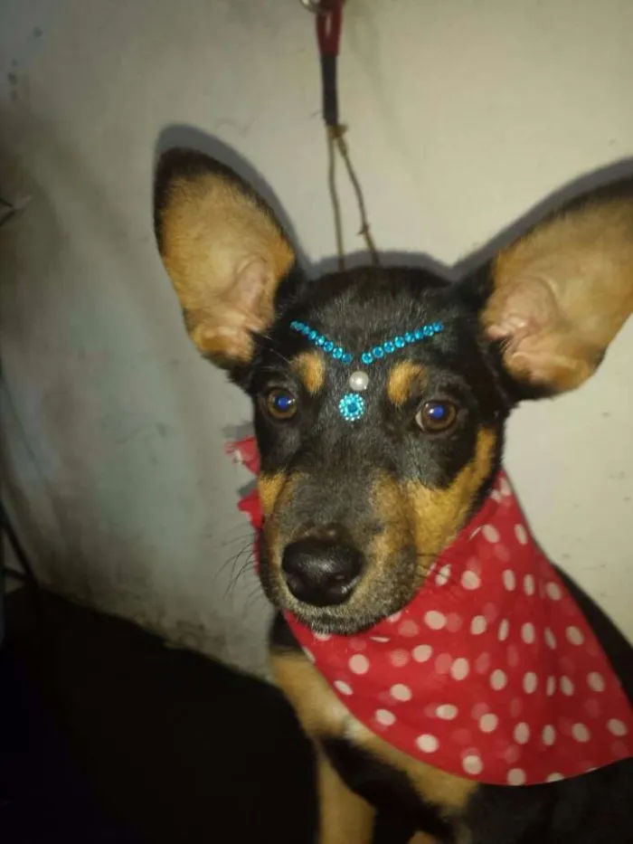 Cachorro ra a Srd idade 2 a 6 meses nome Milla e Joe 