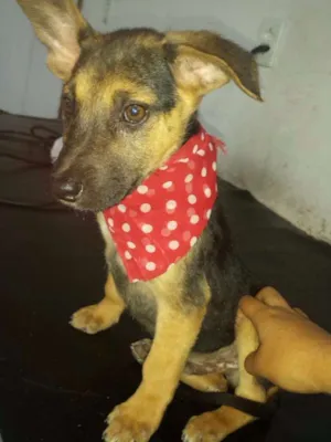 Cachorro raça Srd idade 2 a 6 meses nome Milla e Joe 