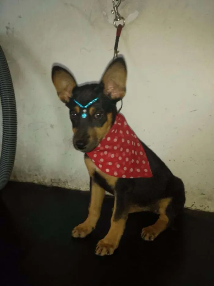 Cachorro ra a Srd idade 2 a 6 meses nome Milla e Joe 