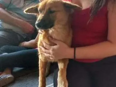 Cachorro ra a  idade 1 ano nome Malu