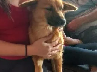 Cachorro ra a  idade 1 ano nome Malu