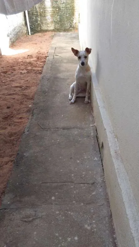 Cachorro raça Fox Paulistinha idade 1 ano nome Pingo GRATIFICA
