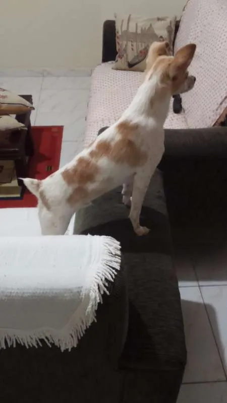 Cachorro raça Fox Paulistinha idade 1 ano nome Pingo GRATIFICA