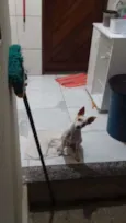Pingo GRATIFICA