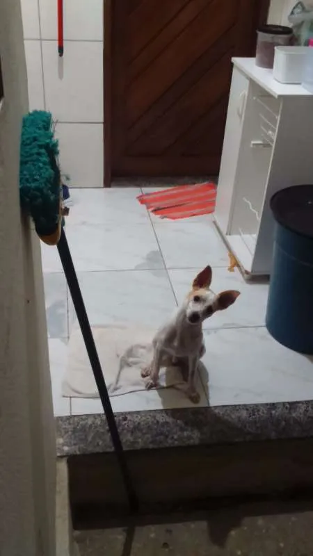 Cachorro raça Fox Paulistinha idade 1 ano nome Pingo GRATIFICA