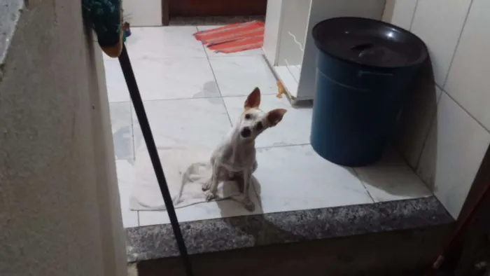 Cachorro raça Fox Paulistinha idade 1 ano nome Pingo GRATIFICA