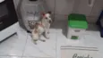 Pingo GRATIFICA