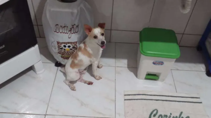 Cachorro raça Fox Paulistinha idade 1 ano nome Pingo GRATIFICA