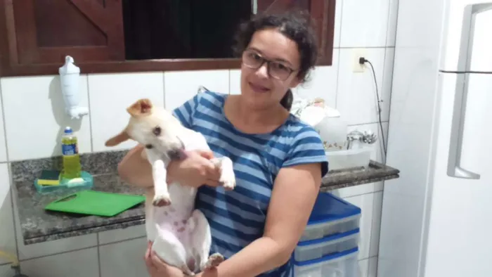 Cachorro raça Fox Paulistinha idade 1 ano nome Pingo GRATIFICA
