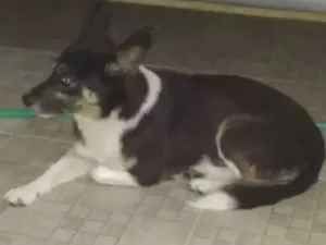 Cachorro raça Vira lata idade 5 anos nome Linda