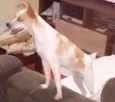 Pingo GRATIFICA